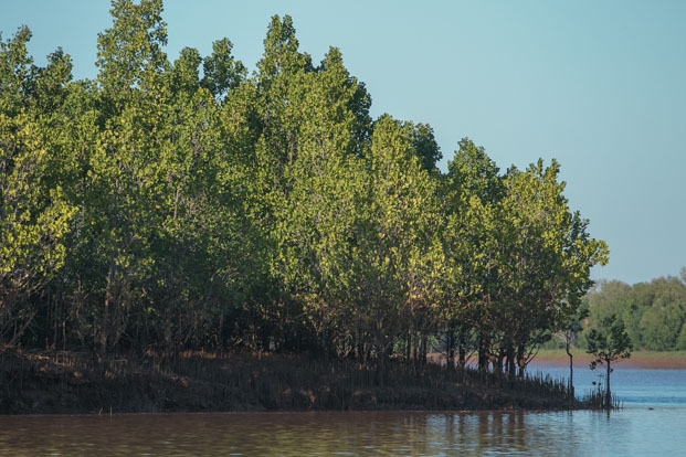 Ressources naturelles - Protection des mangroves pour le développement des zones côtières