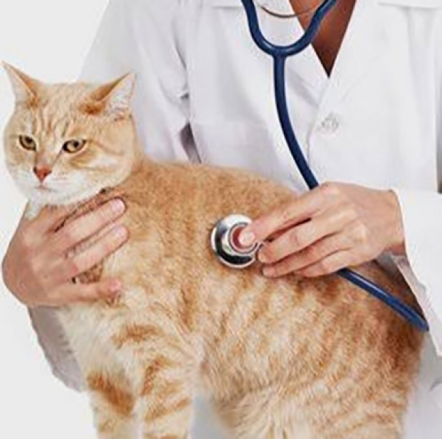 Coopération régionale - Des vétérinaires malgaches au cœur d’un débat à Maurice